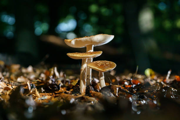 햇빛 속의 나무의 낙엽들 사이에서 숲에서 자라는 갈색 파리 아갈릭 - mushroom fly agaric mushroom photograph toadstool 뉴스 사진 이미지