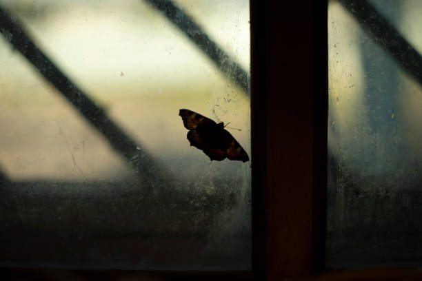 istock Bean on glass. Butterfly on window. Interior details. Window frame. 1429641001