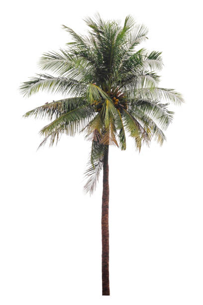 白い背景に隔離されたココヤシの木、クリッピングパス - water rainforest frond tropical climate ストックフォトと画像