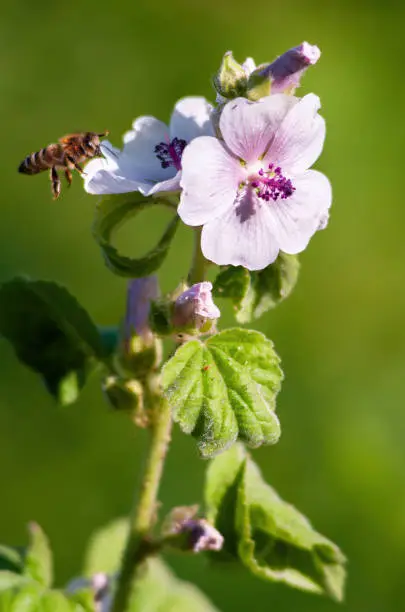 A bee foraging on a Malva thuringiaca flower near the Dnieper River in Kiev, Ukraine, on a hot summer day.