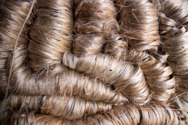 istock A thick bundle of Golden jute fiber Texture Background 1429641998