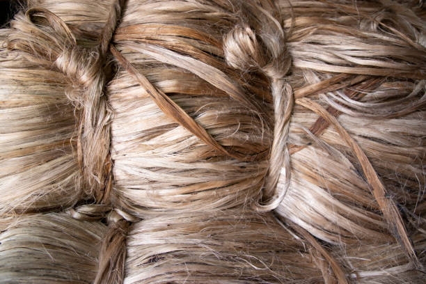 istock A thick bundle of Golden jute fiber Texture Background 1429642009