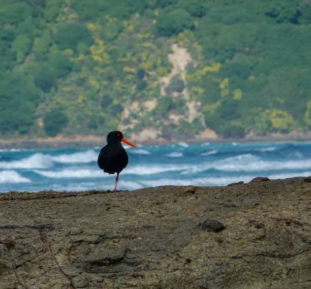 Variable oystercatcher on one leg with blue surf behind. Otago.