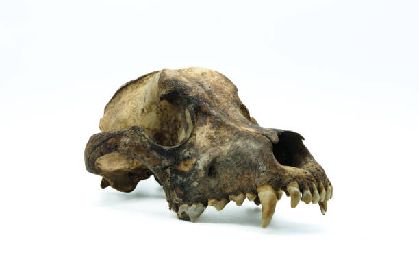 istock real dog skull isolated on white background 1429643412