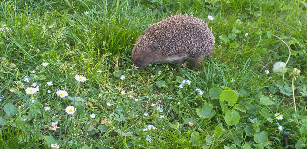 istock the hedgehog walks in the lush green grass 1429643573