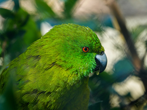 Close up of a green headed parrot.