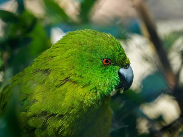 Close up of a green headed parrot. stock photo