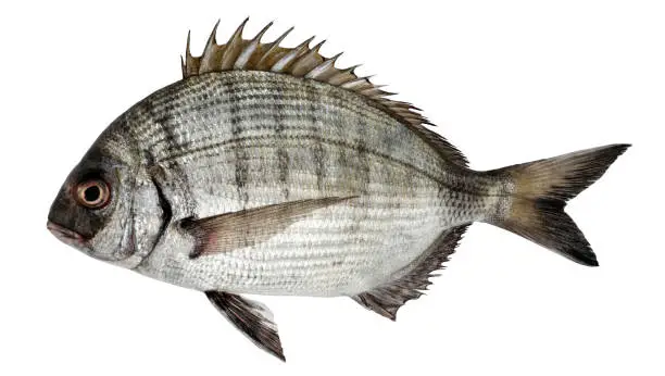 Fish sargo, white seabream isolated on white background (Diplodus sargus)