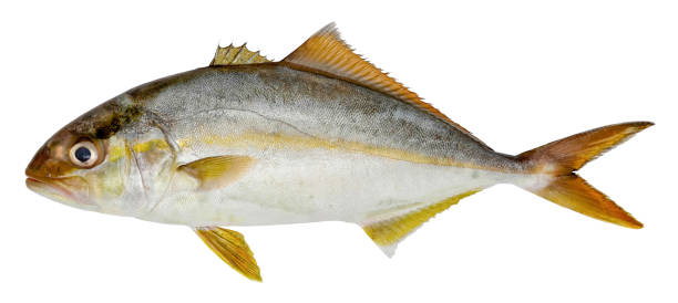 白い背景に隔離された魚の大きな�カンパチ(セリオラデュメリリ) - isolated on white full length lifestyles yellow ストックフォトと画像