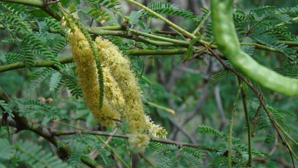 수분을 공급하면 기아웨 나무 (prosopis pallida)의 푹신한 노란색 꽃이 오른쪽에 보이는 녹색 씨앗 포드로 변합니다. - mesquite tree 뉴스 사진 이미지