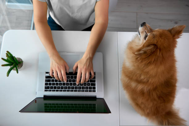 besitzer spitz arbeitet am laptop im home office, neben hund sitzt frau beobachten - spitz type dog fotos stock-fotos und bilder