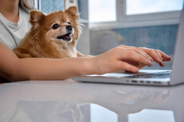 istock Funny fluffy dog does not move away from the hostess even when she works 1429647049