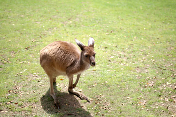 istock Kangaroo in the wild in Australia 1429647494