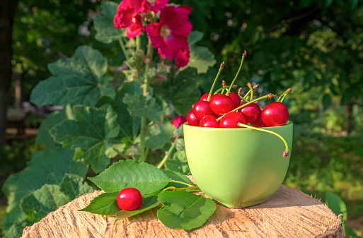 Cherries and green leaves in mug on wooden stump beautiful still life