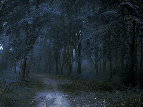 Dark mysterious forest in the fog. Spooky gloomy woods. Morning in a strange forest.