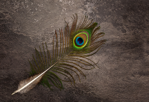 Peacock Feather Isolated On Dark Slate Background Stock Photo - Download  Image Now - Animal, Beauty, Beauty In Nature - iStock