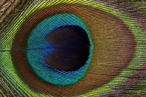 An Indian peafowl on display at the Los Angeles County Arboretum.