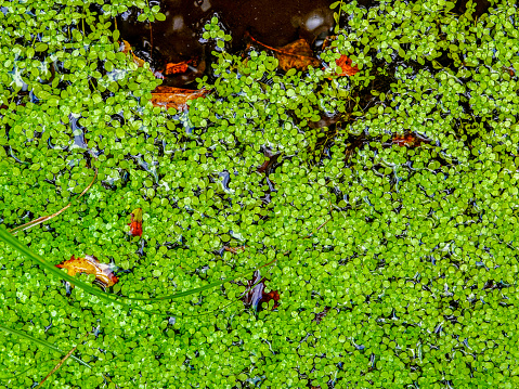 Close up view of tiny green floating water plants covering the surface.