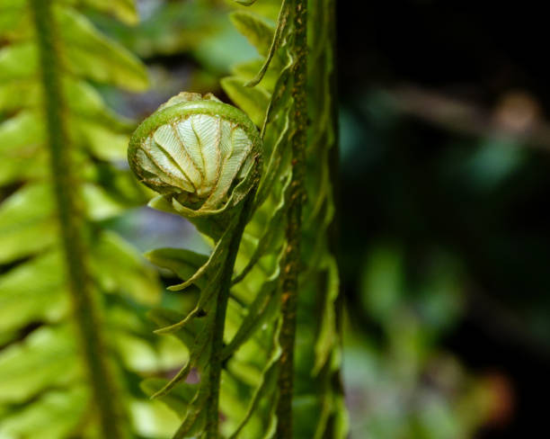 Unfurling fern koru close up.