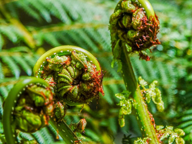istock Unfurling fern koru close up. 1429652792
