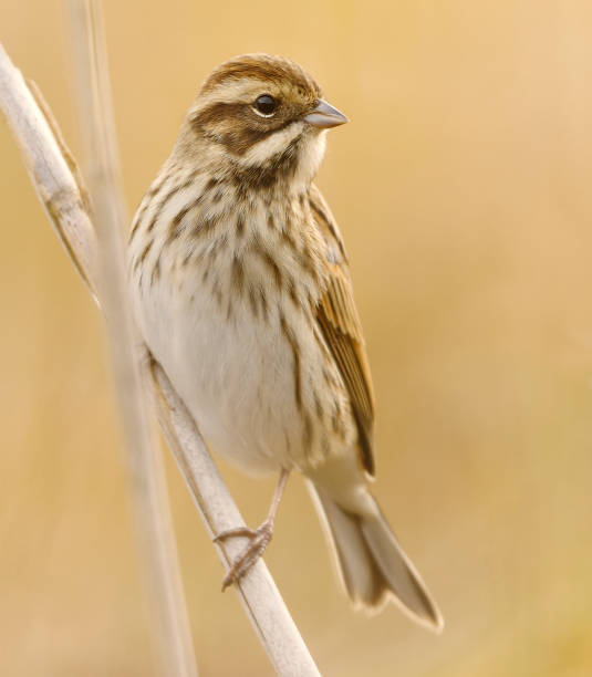 istock Common reed bunting (Emberiza schoeniclus) sitting on a reed in fall. 1429655281