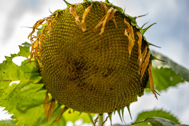 istock Selective focus on drooping sunflower head after petals have wilted 1429655340