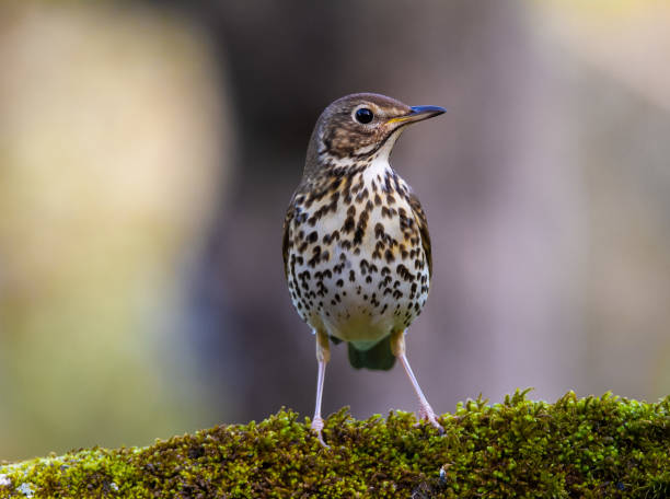 istock Bird photographed up close with beautiful backlight. 1429655532