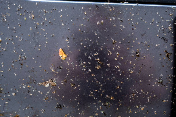 istock Selective focus on dead bugs splattered to the front grill and plates of a vehicle 1429655653