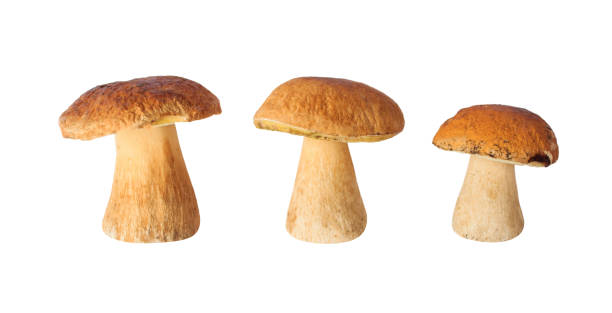 istock White mushrooms isolated on white background 1429656570