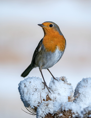 Robin in a winter snow scene sitting on a branch