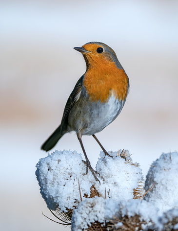 Robin among rose hips