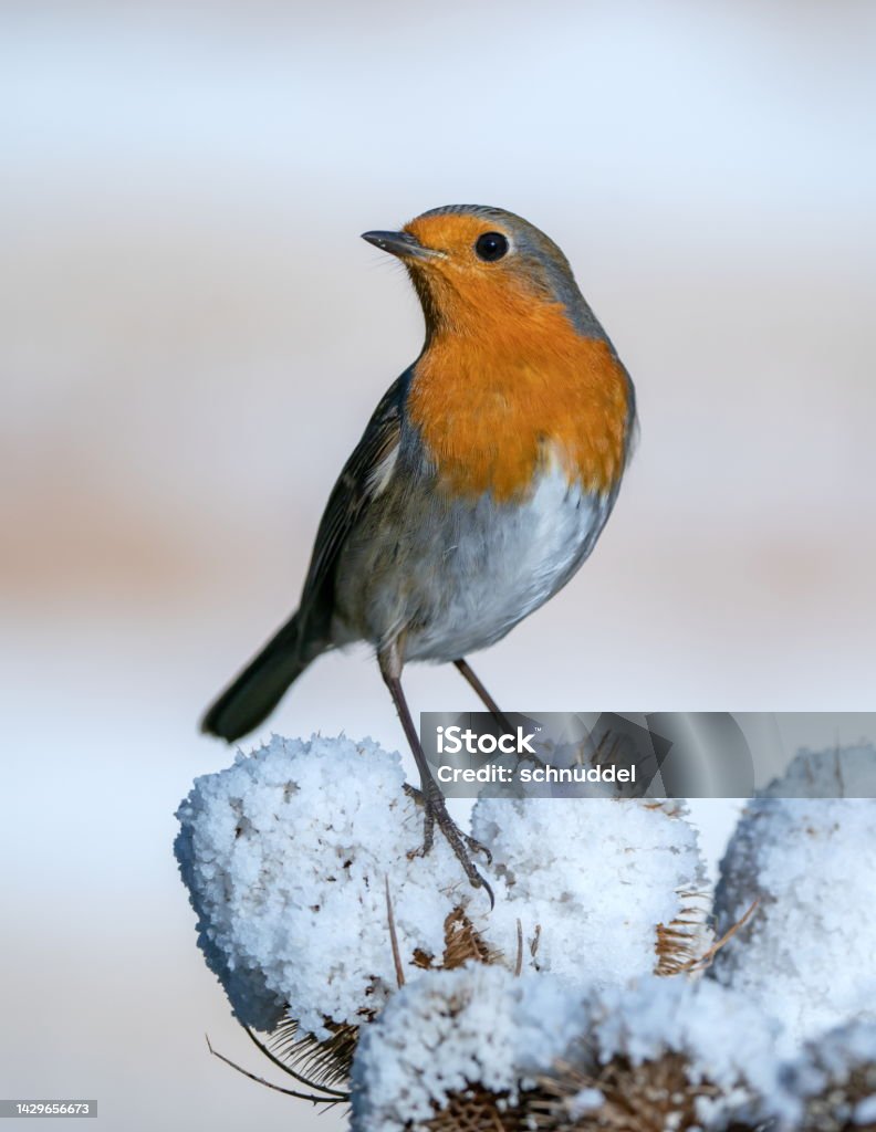 Robin in winter Robin in winter,Eifel,Germany. Bird Stock Photo