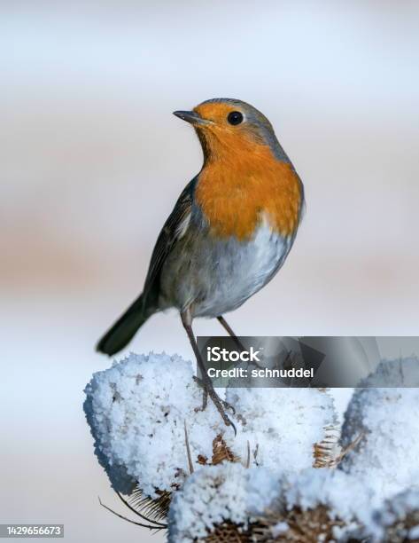 Robin In Winter Stock Photo - Download Image Now - Bird, Robin, Small