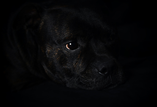 Staffordshire Bull Terrier dog on a black background. Close up.