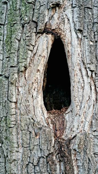 istock hollow in a tree in a recreation park, nature 1429658321