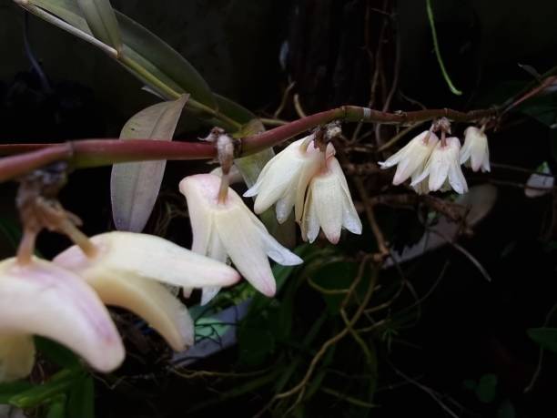 White wild orchids, small flowers, fragrant, bloom longitudinally on several branches. The background is naturally dim. White wild orchids, small flowers, fragrant, bloom longitudinally on several branches. The background is naturally dim. Dendrobium stock pictures, royalty-free photos & images