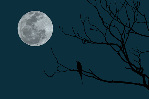 Full moon with bird silhouette on tree branch at night.