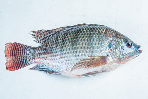 Live telapia fish Frozen Whole Fish Isolated On White Background