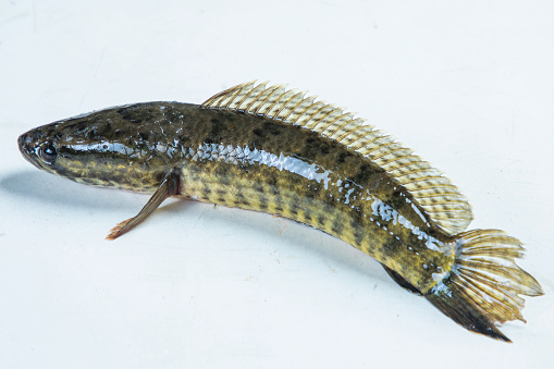 Telo Taki or Spotted snakehead, Channa punctata or Spotted snakehead that found in thousands of rivers and ponds