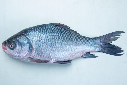 Catla Katla fish Bangladesh fresh water fish isolated on white background