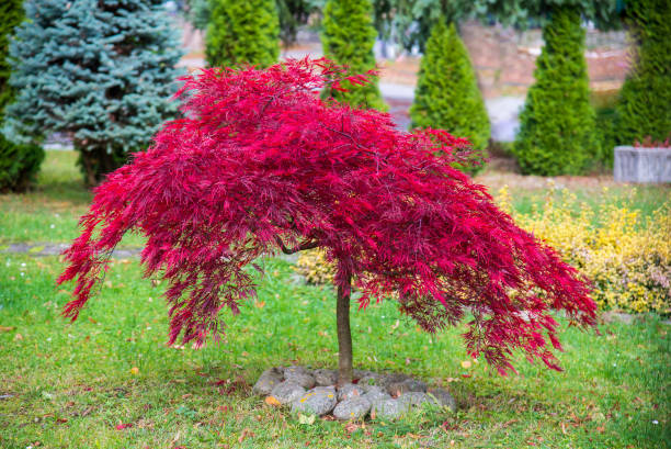 Acer palmatum 'Dissectum Attropurpureum' Acer palmatum 'Dissectum Attropurpureum'. Acer palmatum tree with red leaves in the park, autumn time japanese maple stock pictures, royalty-free photos & images