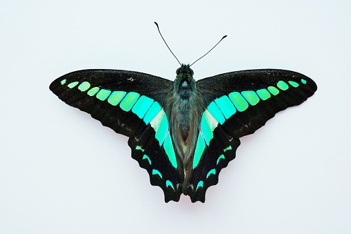 Tropical batterfly Emerald Swallow tail butterfly