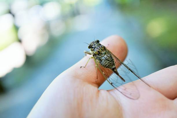 istock A female Meimuna opalifera perching on a child's hand 1429669815
