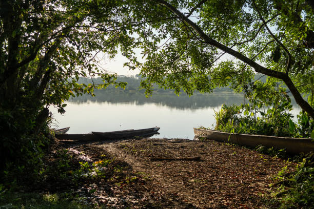 istock Beautiful limoncocha lagoon, biological reserve 1429669829