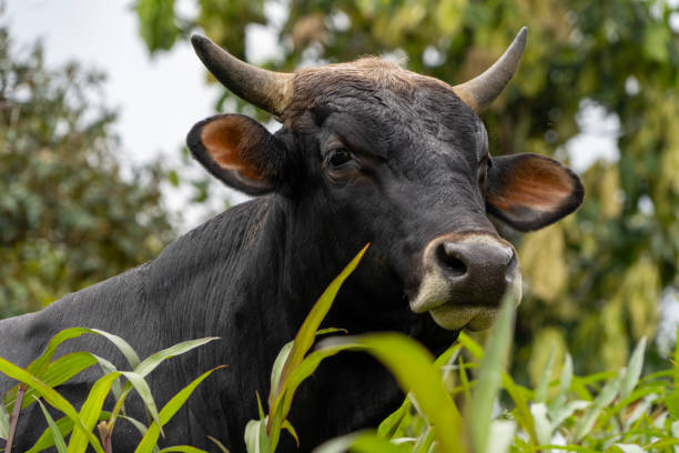 istock Fighting bull eating grass in the field 1429669832