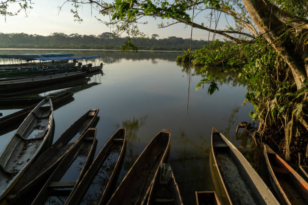 istock Beautiful limoncocha lagoon, biological reserve 1429670133