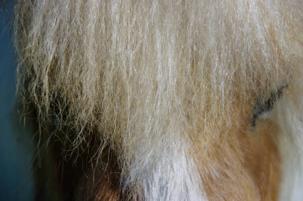 istock Horse head in close up 1429671197