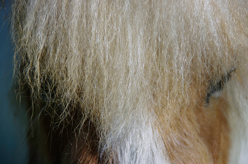 A headshot of a grey horse in a paddock.