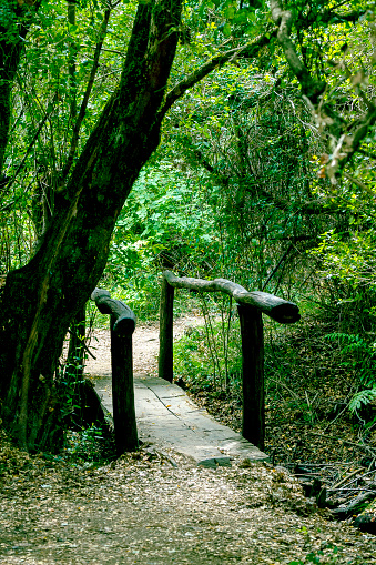 wooden footbridge in the middle of the forest