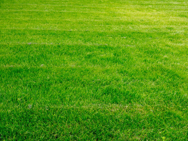 istock Background of green grass in the park. 1429672774
